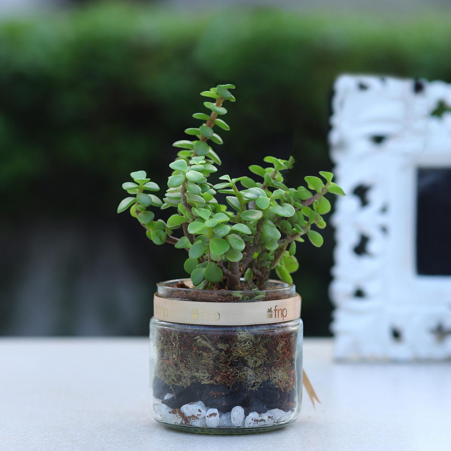 Jade Plant Mason Jar Terrarium view 2