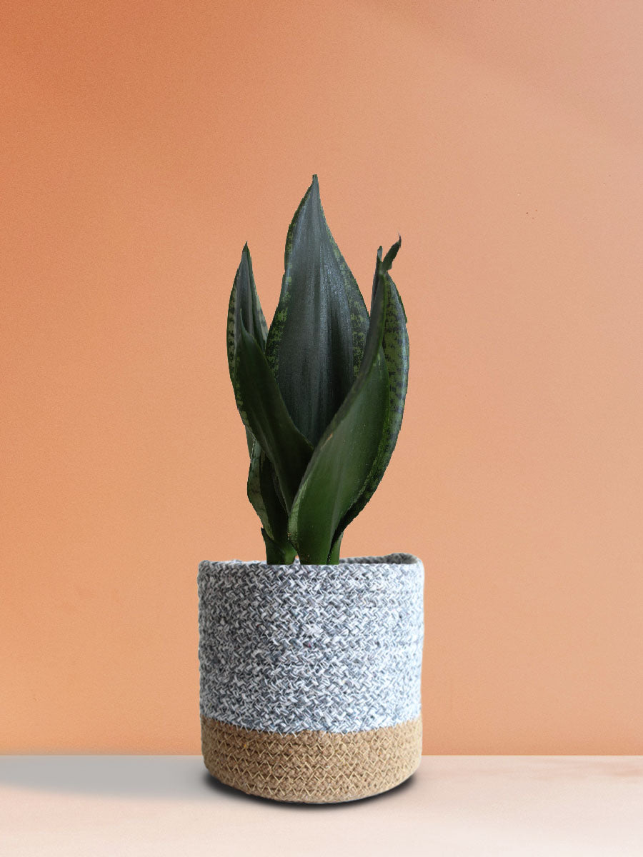 Snake Plant Whitney (Medium) view 2
