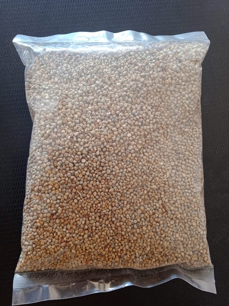 Pearl Millet -Cumbu view 2