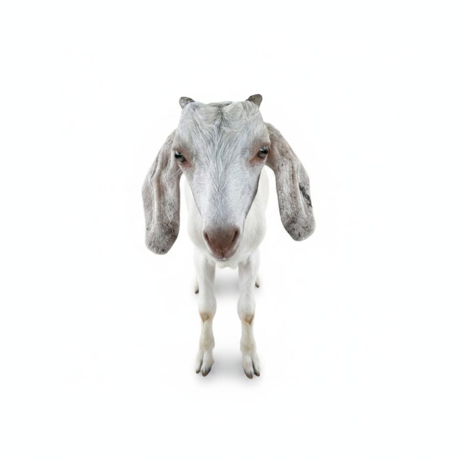 Fresh Goat Meat - 10 kg - One whole fresh cut pack view 2