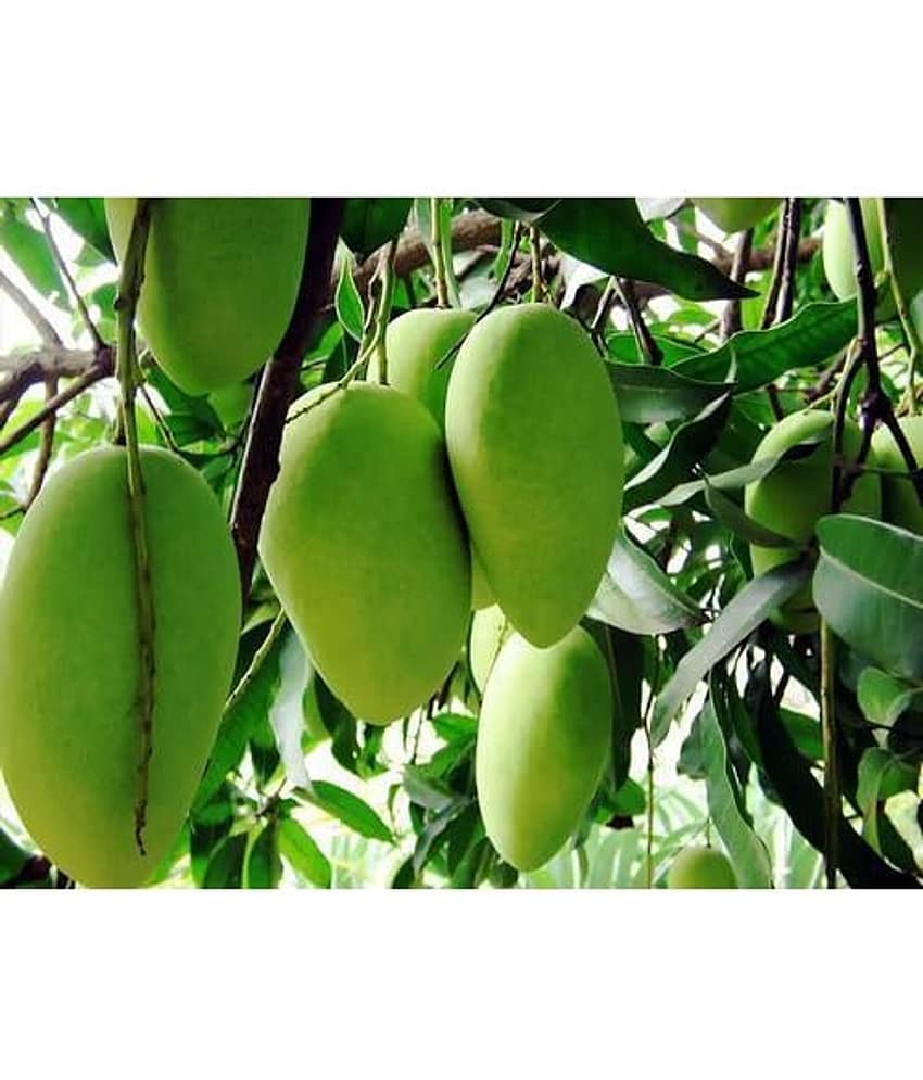 Cloud Farm Outdoor Mango Fruit Plant Pack of 1 view 2