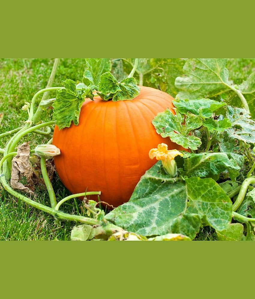 BIG MAX PUMPKIN - ORGANIC - HEIRLOOM VEGETABLE - 10 SEEDS view 2