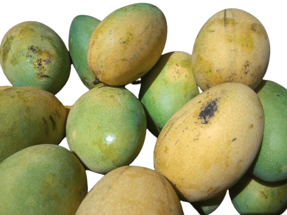 "Fresh, Organic Ataulfo Mangos - Sweet & Juicy Tropical Fruit - 1 Kg" view 2