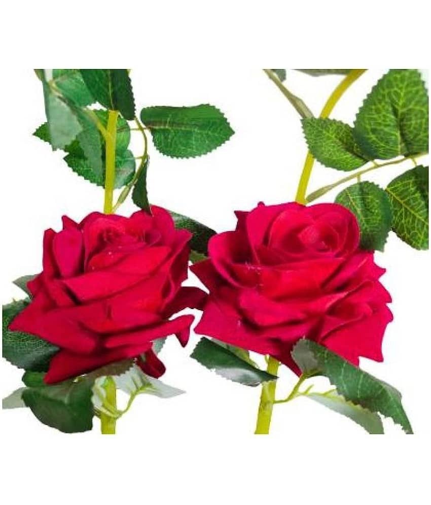 Green plant indoor Rose Red Flowers With Pot - Pack of 2 view 2