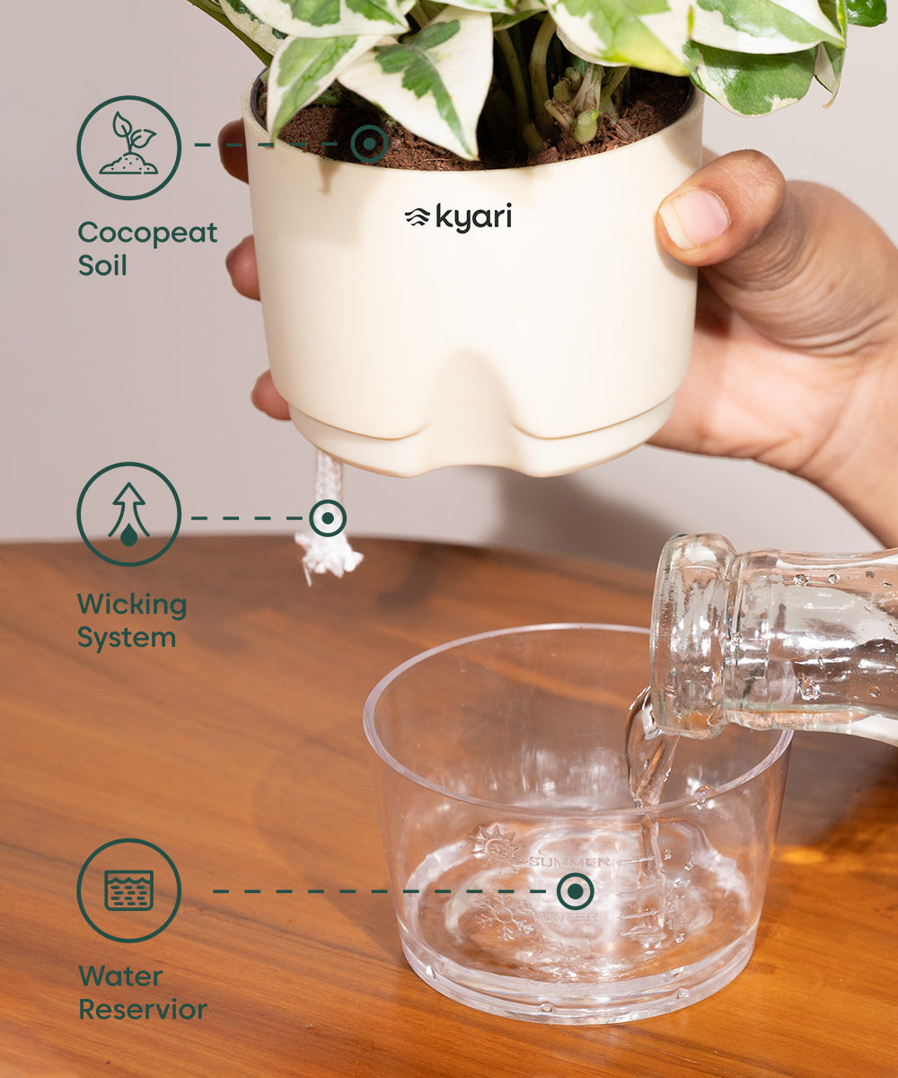 Oyster Plant With Self Watering Pot view 2