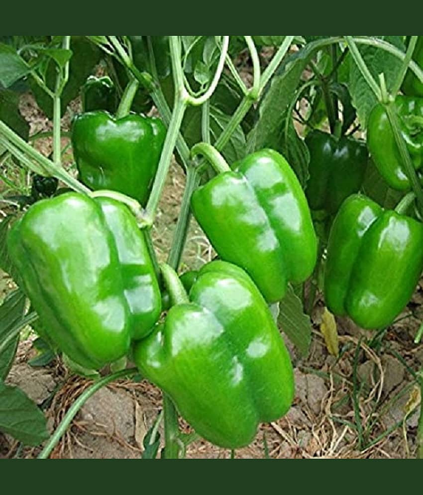 High Quality Hybrid Green Capsicum ( 50 Seeds) view 2