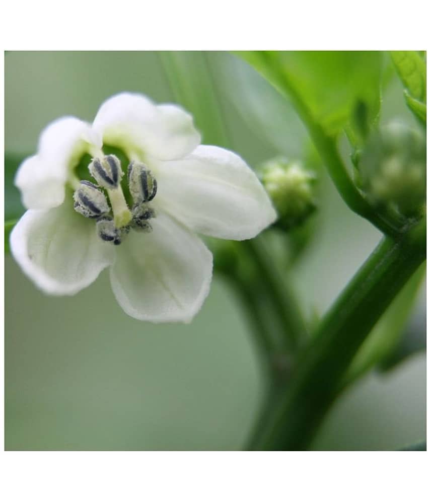 hybrid Green Chilli Seeds | Pack of 50 seeds + cocopeat soil free view 2