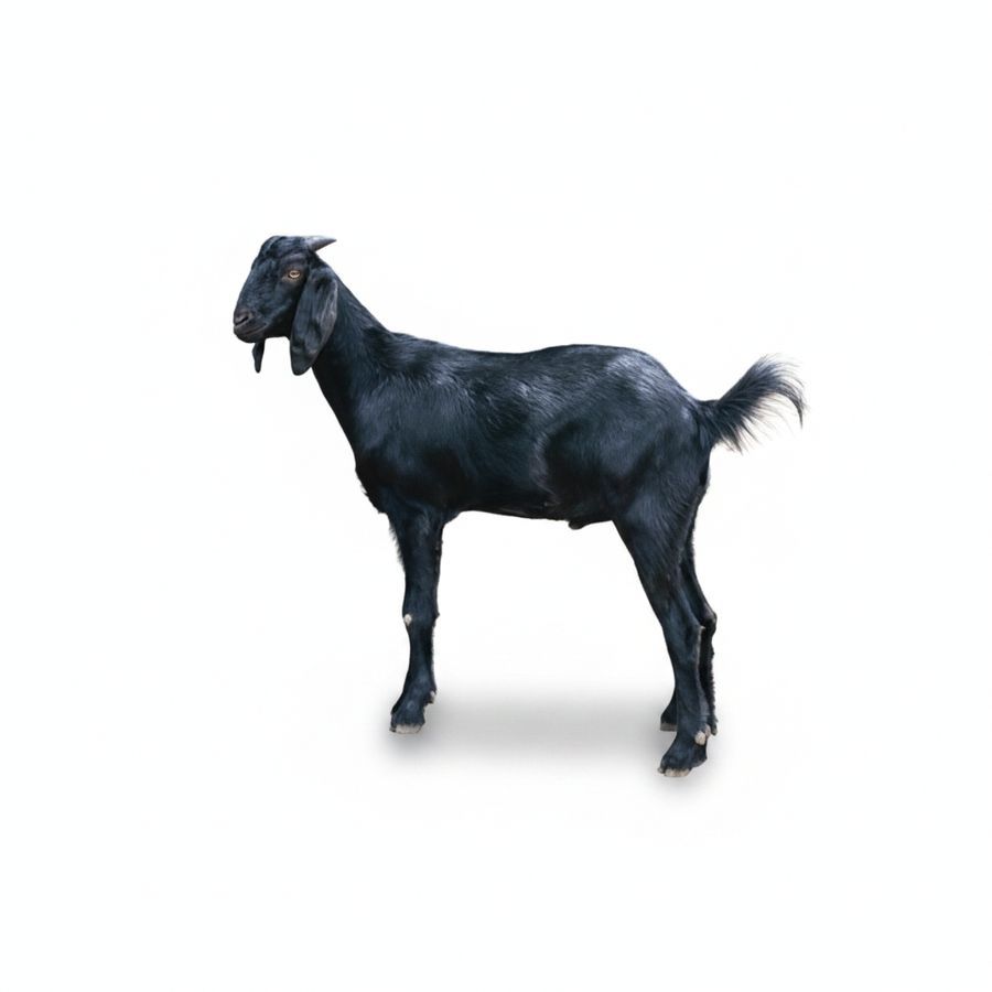 Live Goat - 10 kg - One live goat view 2