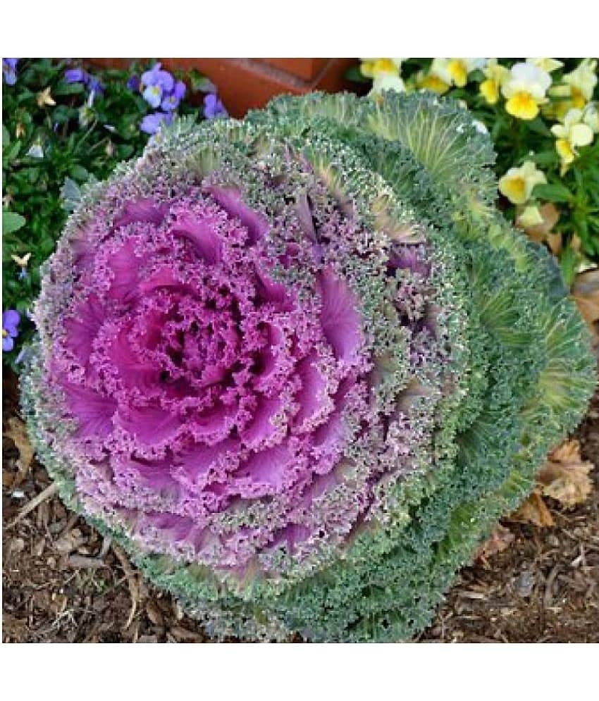 Flowering Kale Seeds Pack Of 30 Seeds view 2