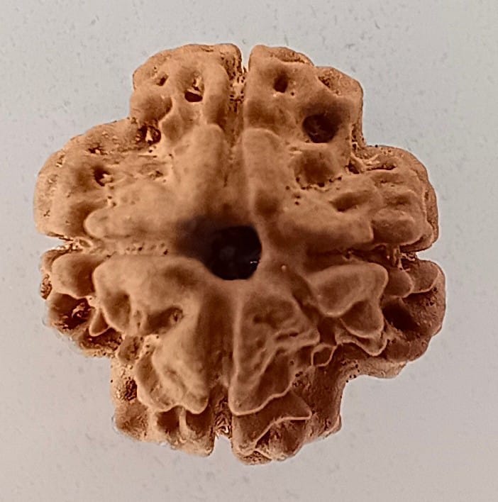 4 Mukhi Rudraksh view 2