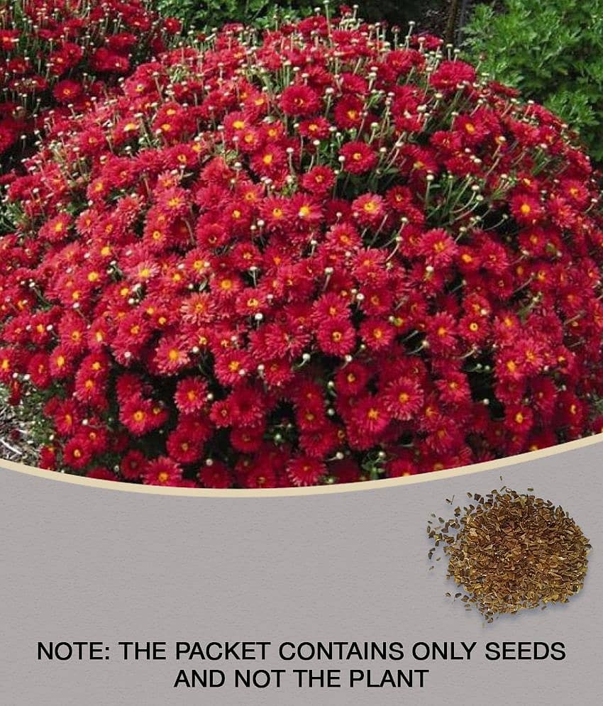 homeagro - Indian Chrysanthemum Mixed Flower ( 50 Seeds ) view 2