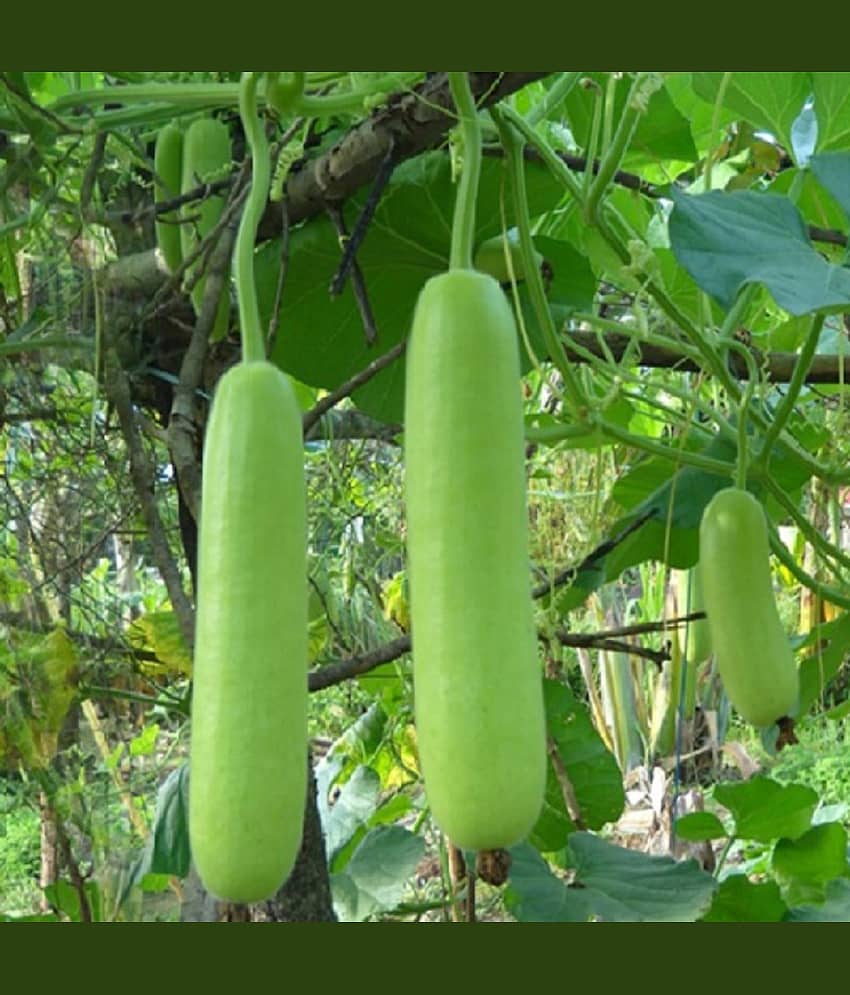 Jignisha Seeds Hybrid Lauki Vegetable ( 15 Seeds )
