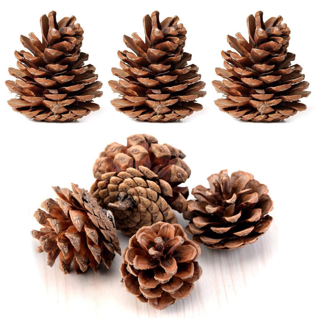 CD Craft Pine cone (Set of 5) || Natural Pine Cone procured from the pine trees view 2