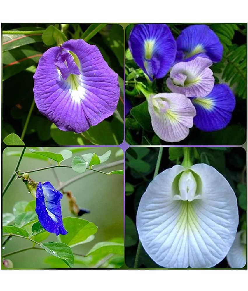 SHOP 360 GARDEN SHANKHPUSHPI / APARAJITHA / SANGU POO / CLITORIA TERNATEA / BUTTERFLY PEA MIXED FLOWER SEEDS - PACK OF 15 SEEDS view 2