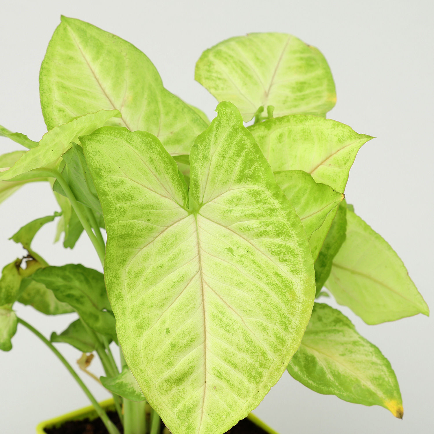 Air Purifying Syngonium Plant In Green Pot view 2