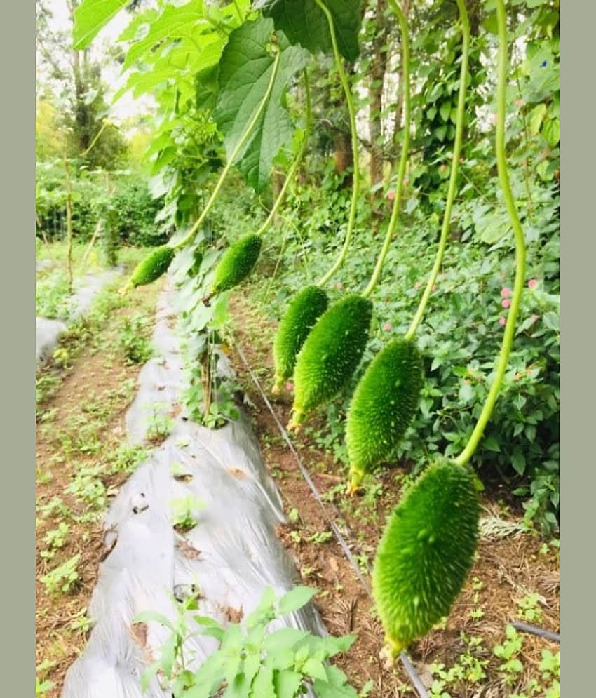 JignishaSeeds Kantola Vegetable ( 20 Seeds ) view 2