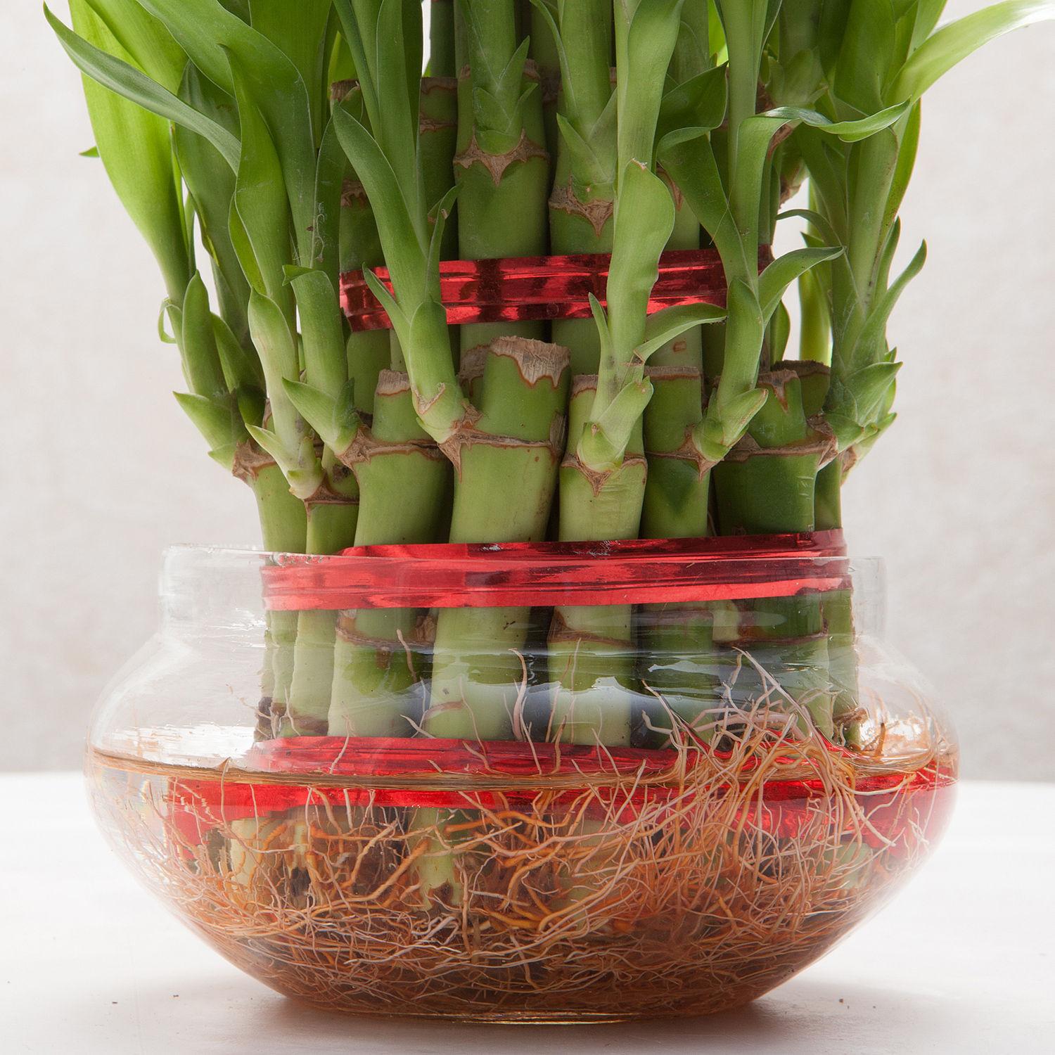 3 Layer Lucky Bamboo Plant With Pot view 2