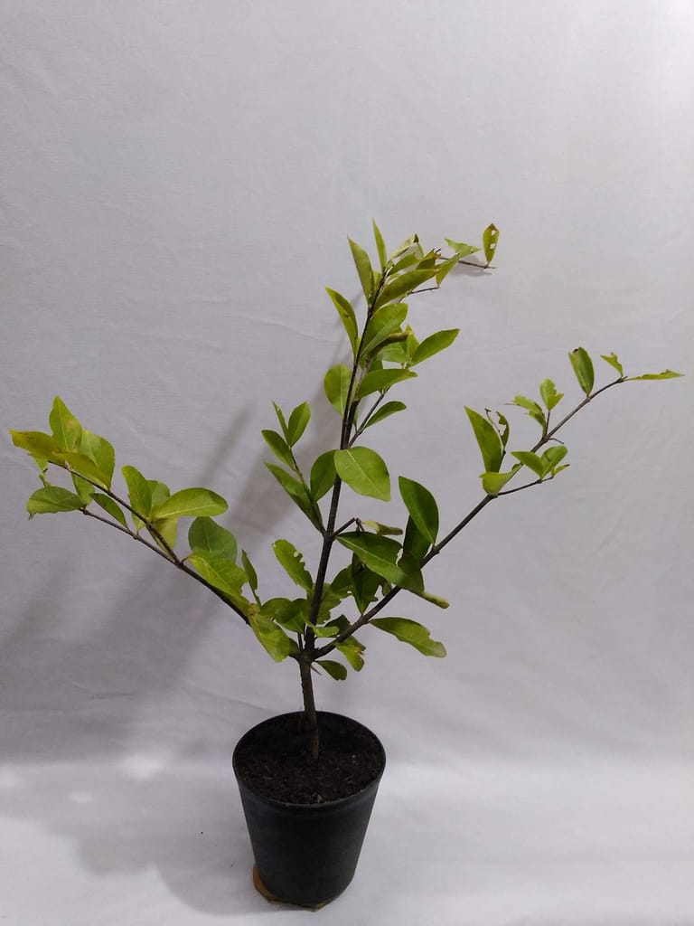 Nelesa Gardening Live Sweet and Sour Barbados Cherry Fruit Plant view 2