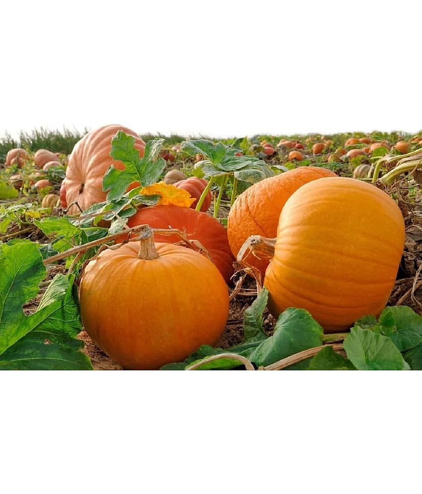pumpkin Seeds Best Quality Seeds Big Type For Home Garden view 2