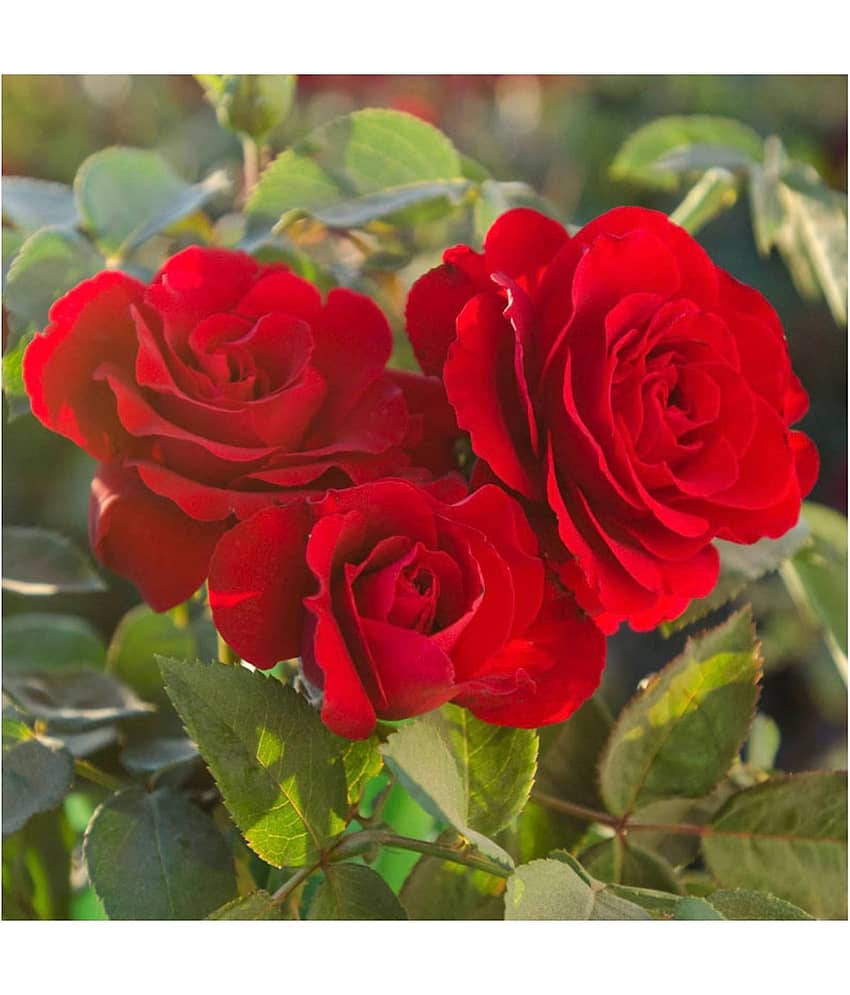 Azalea Gardens Rose Flower Plant Seeds "Red Rose" 20 Seeds Pack + Instruction Manual view 2