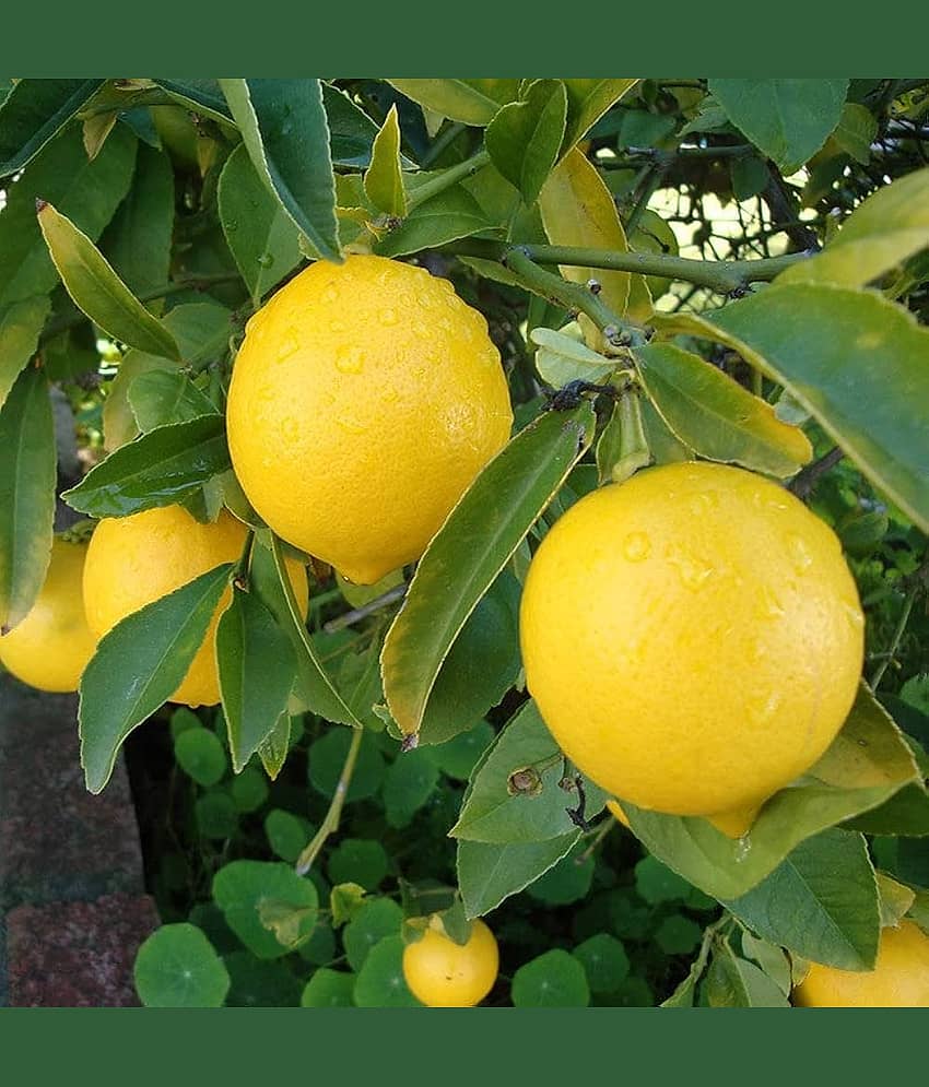 DECORPLIX Lemon Fruit ( 45 Seeds )