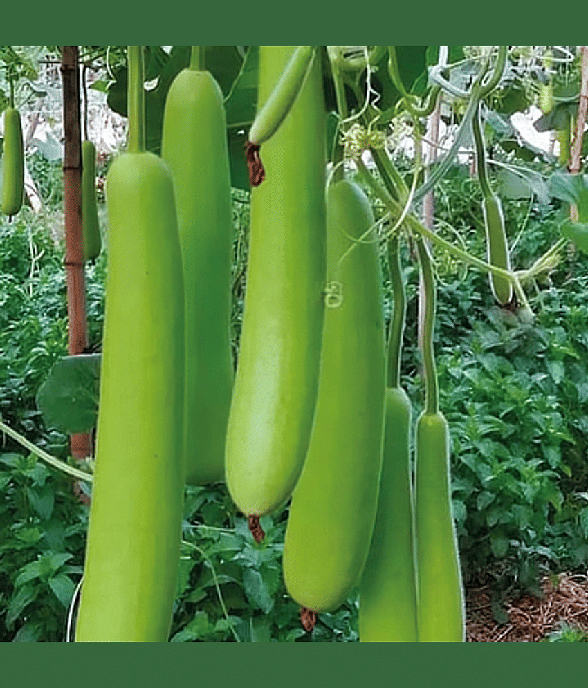 Jignisha Seeds Bottle Gourd Vegetable ( 15 Seeds ) view 2