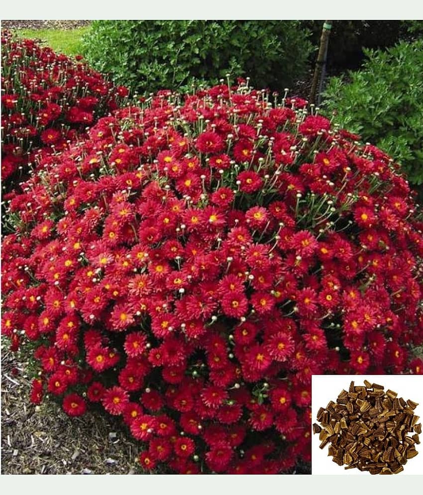 homeagro - Indian Chrysanthemum Mixed Flower ( 50 Seeds ) view 2