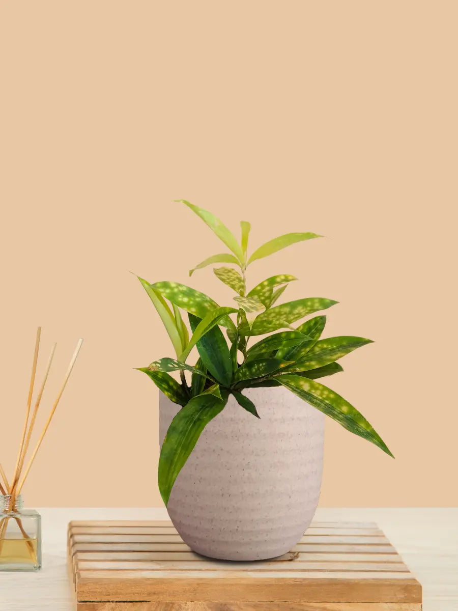 Bamboo Gold Dust Plant (Small) in Eco Pot view 2