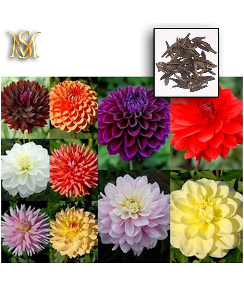 MS Dalhia Seed / Dahlia Hybrids Mixed Color - Dahlia Flower Seeds view 2