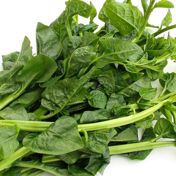 Ceylon Spinach view 2