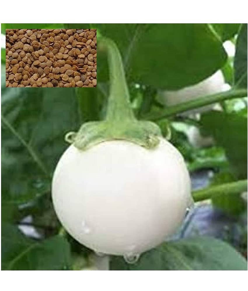 Matrix White Eggplant-Brinjal Baigen Seed view 2