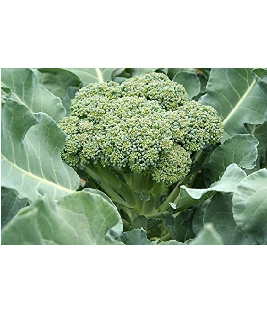 Broccoli Vegetable Seeds (Pack of 40 - seed ) view 2