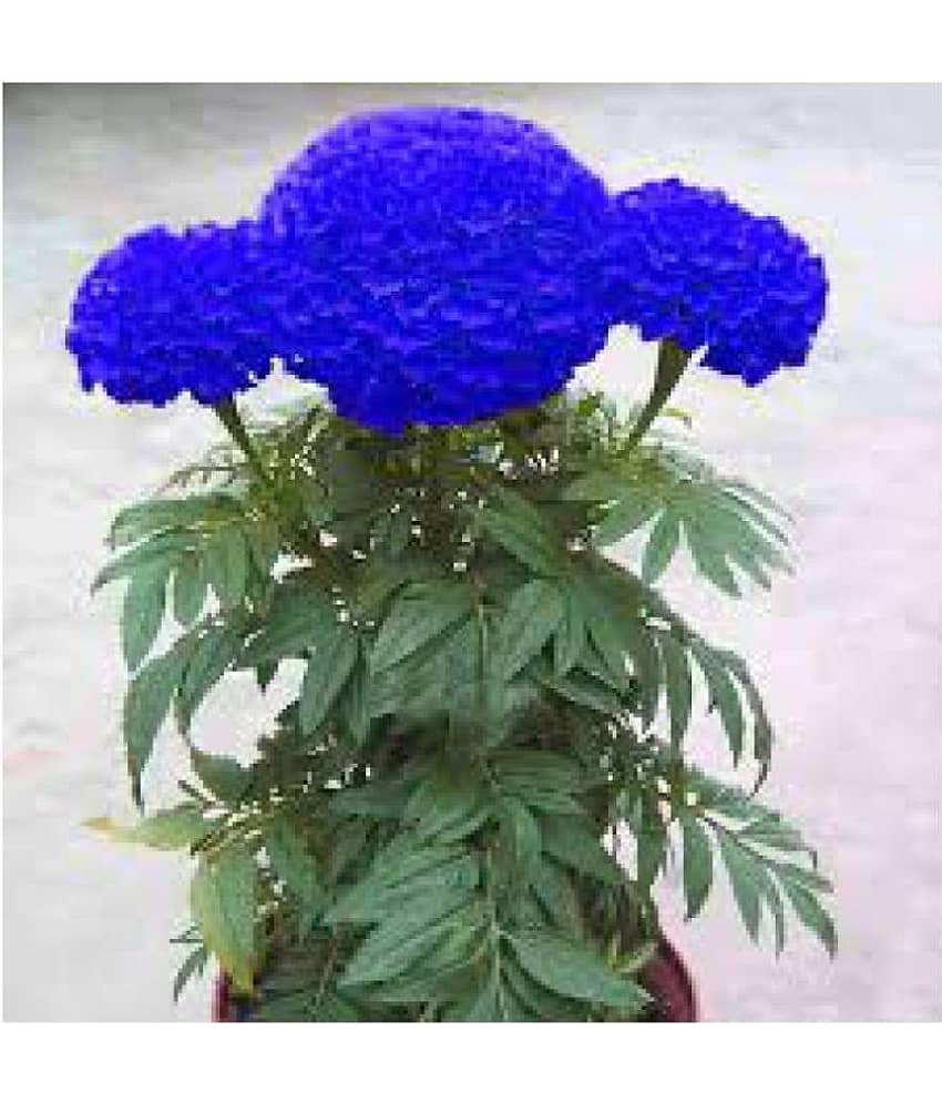 AGREY BLUE MARIGOLD FLOWER SEEDS 30 SEEDS view 2