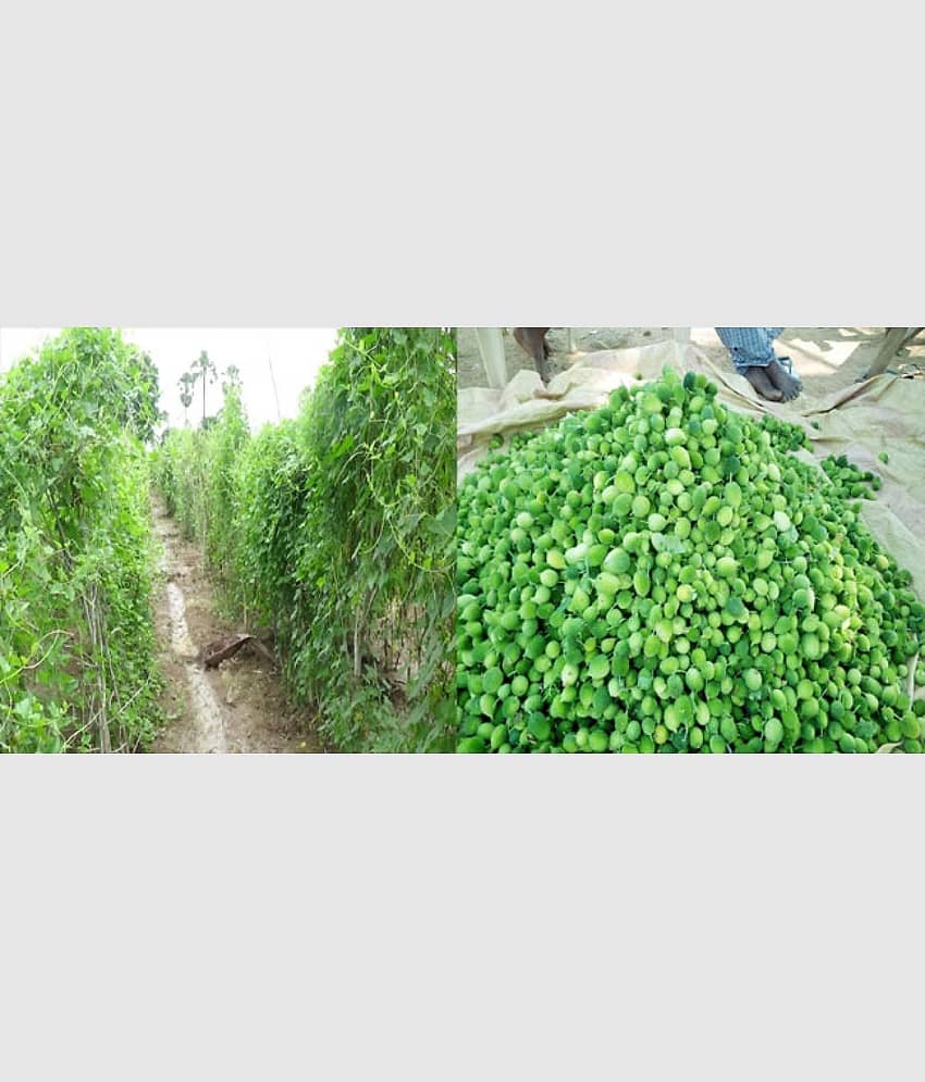 homeagro - Kantola Vegetable ( 20 Seeds ) view 2