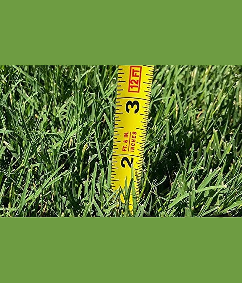 SMALL GRASS Nederland best Quality Premium Seeds for home, garden, plants, balcony, kitchen & Farm House Pack of 200 seeds view 2