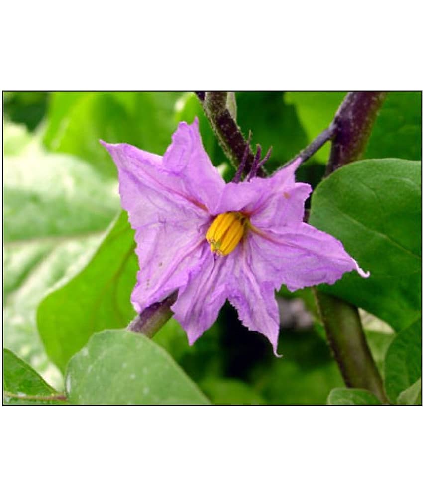 Brinjal Long Quality Seeds - Pack of 50 F-1 Hybrid Seeds view 2