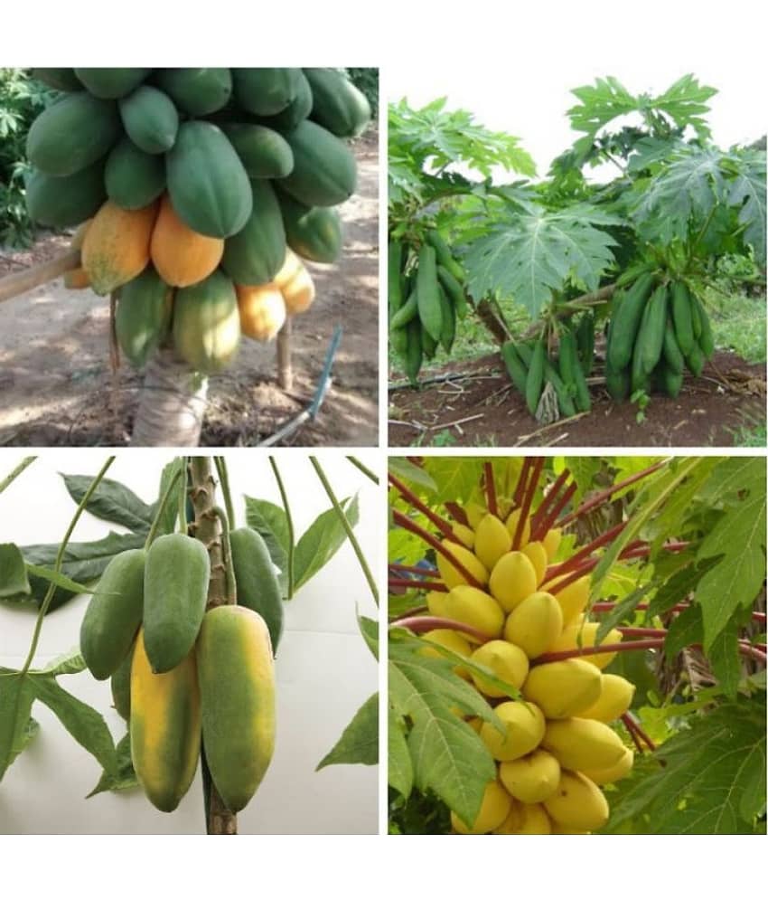 homeagro - Papaya Fruit ( 50 Seeds ) view 2