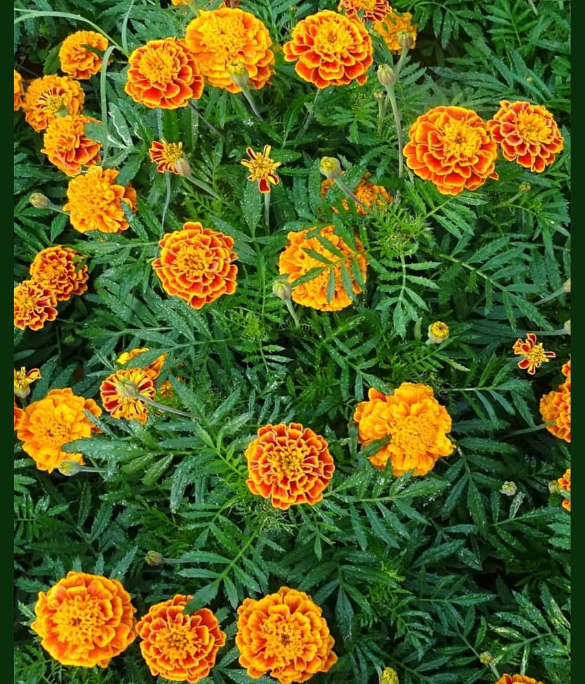 homeagro - Marigold Flower ( 50 Seeds ) view 2