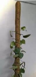 FARMHAND Coco Pole -Moss and Coir Stick for Indoor| Outdoor Plant Support, Money Plant and Housing Plants Garden Mulch Garden Mulch (3 Ft) view 2