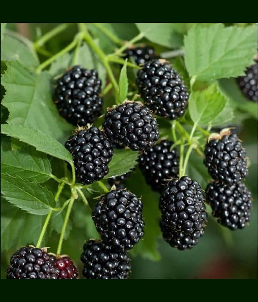 Cloud Farm Outdoor Fruit Plant ( Pack of 1 ) view 2