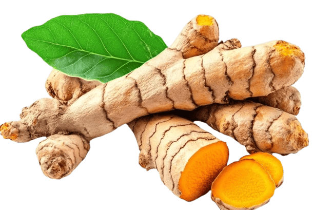 Organic Turmeric Root view 2