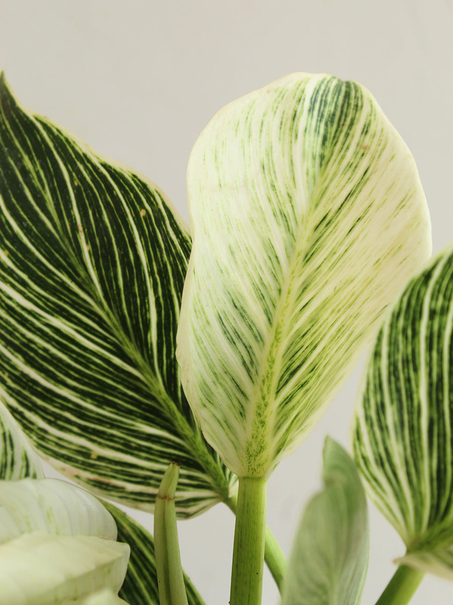 Philodendron Birkin (Medium) view 2