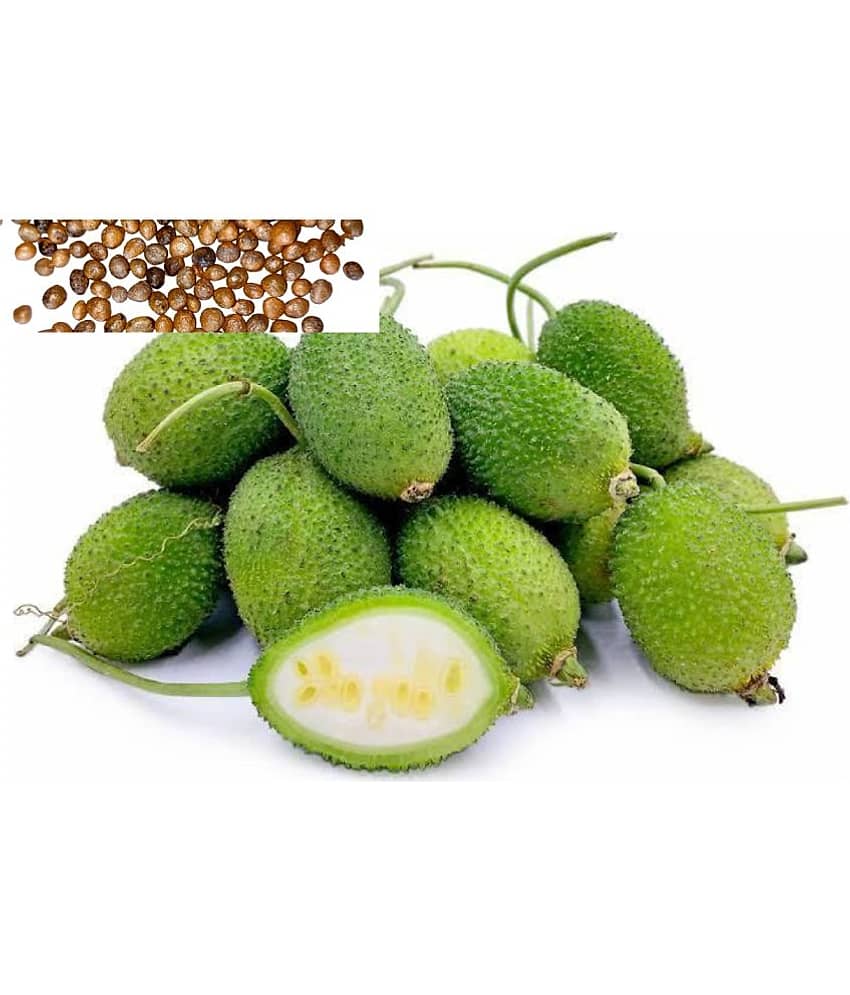 Spiny Gourd Kantola - Kankoda Vegetable Seeds (Pack of 20 Seeds ) - cocopeat soil free view 2