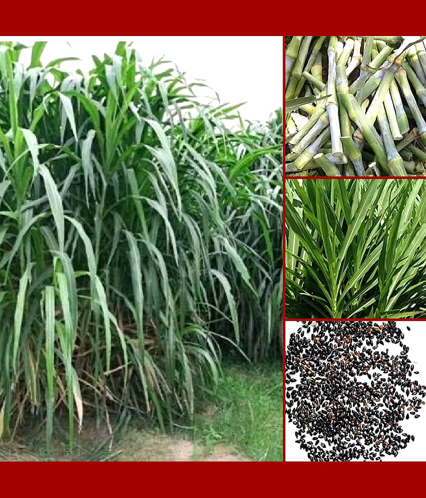 SUPER NAPIER Grass seed - 500 seeds/Pack, FOR OUTDOOR GARDENING USE FOR ANIAMAL FOOD Instruction Manual Inside Package view 2
