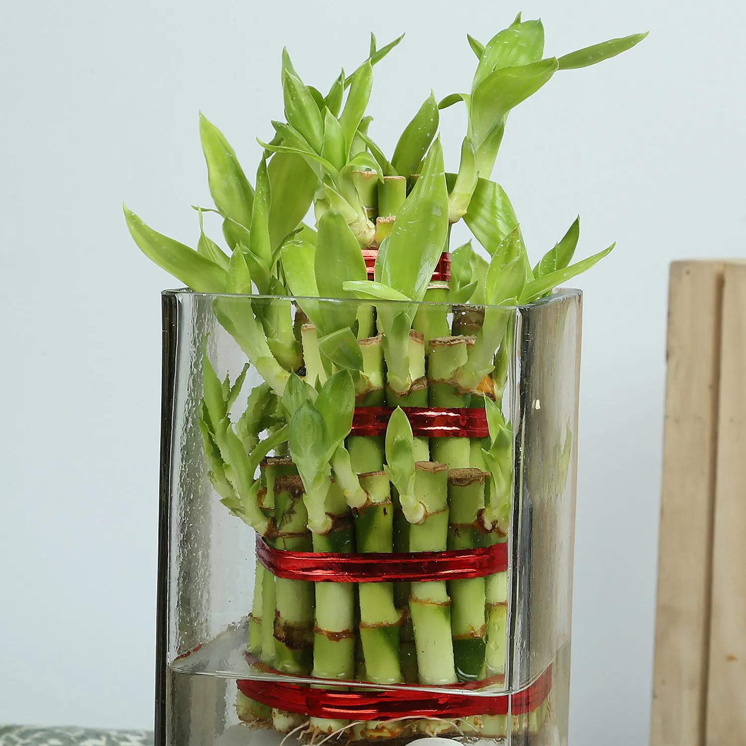 Exquisite Three Layer Bamboo Terrarium view 2