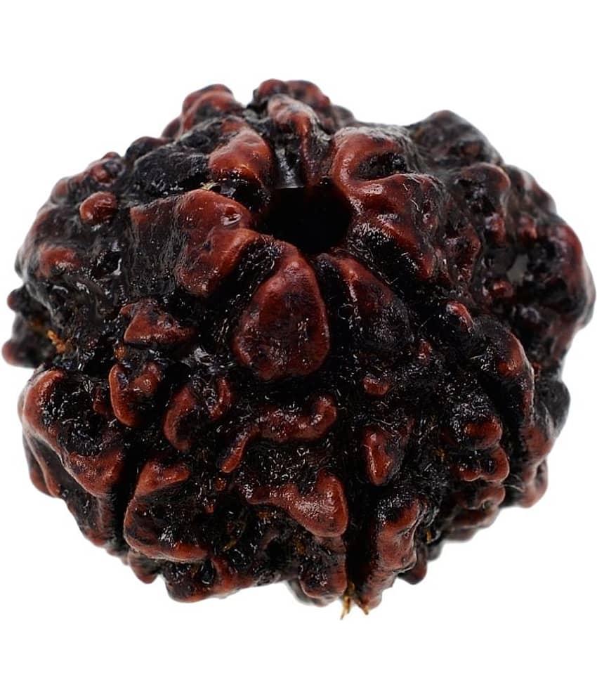 KESAR ZEMS Natural Wooden Chhe Mukhi-Six Face Rudraksha Bead With Certificate(2x2x2cm, Brown) view 2