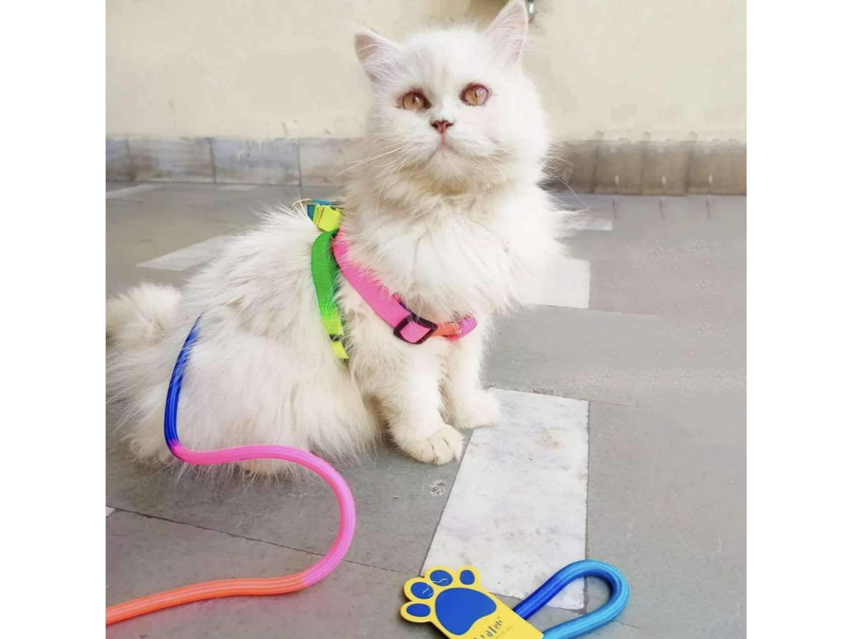 A+a Pets' Harness and Leash Set, Colourful Combo in Rainbow for Cats and Dogs Rainbow - S view 2
