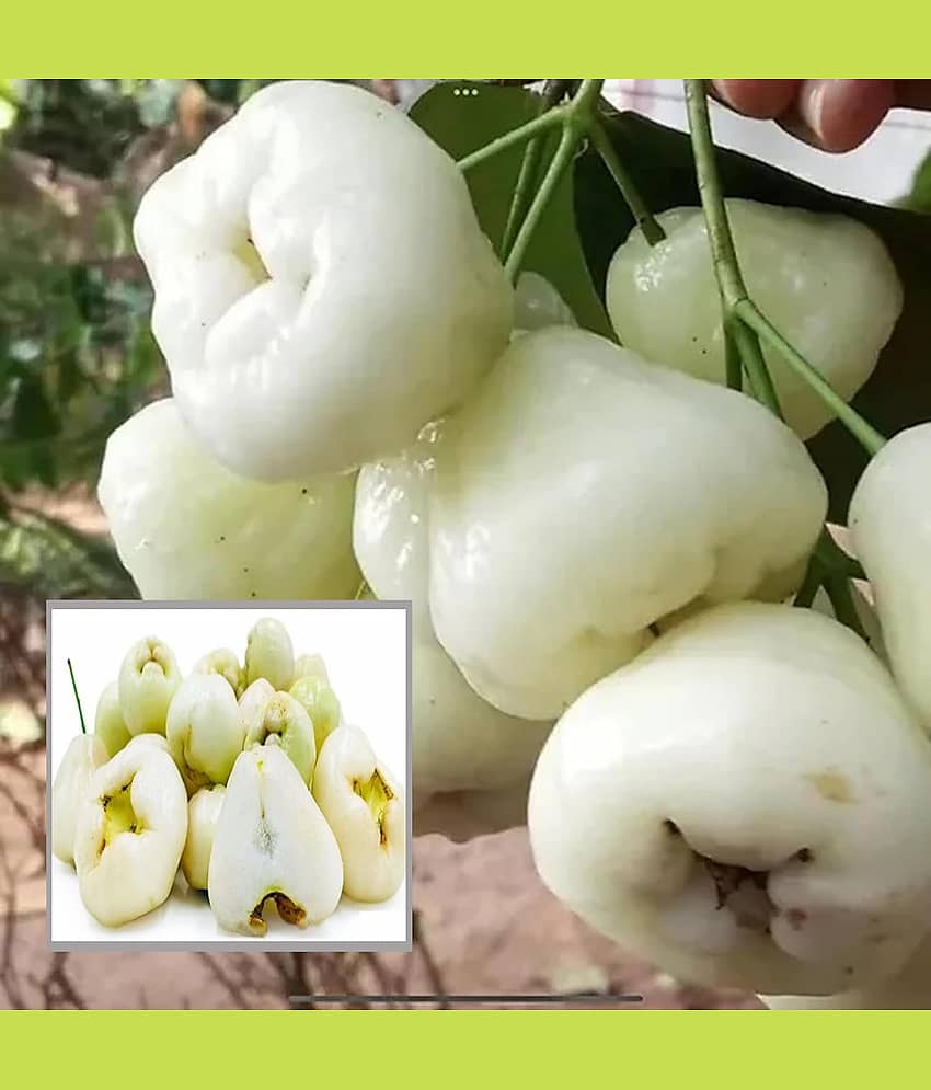 Cloud Farm Outdoor Fruit Plant ( Pack of 1 ) view 2