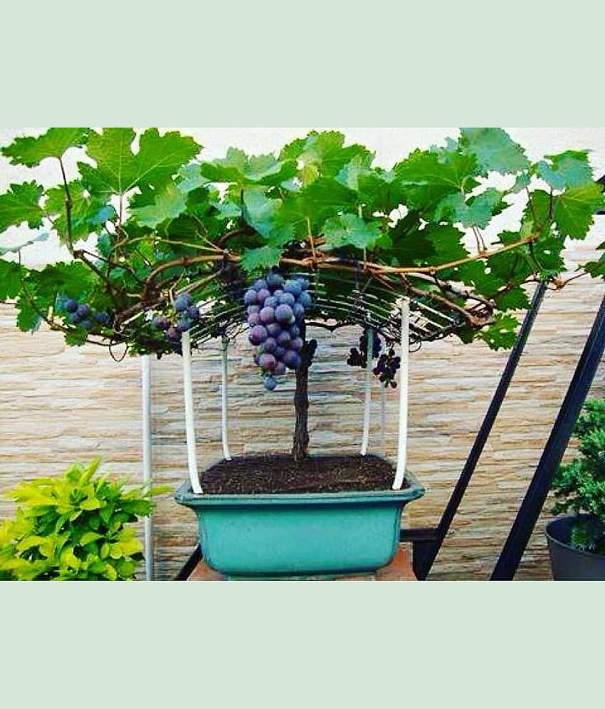 homeagro - Black Grape Fruit ( 20 Seeds ) view 2