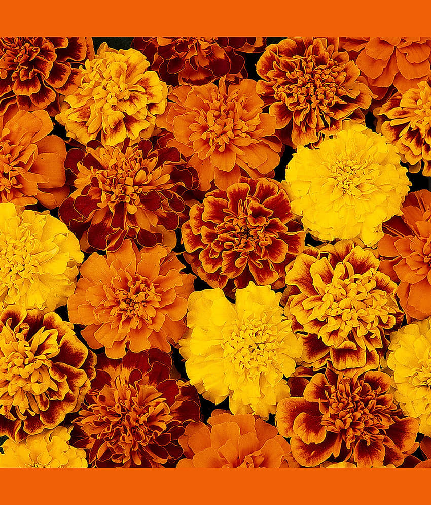 African Marigold French (Genda) Annual Flower Garden Seeds for Home Gardening (50 Seeds) | Organic and Natural All Season Flowering Seeds for Pots view 2